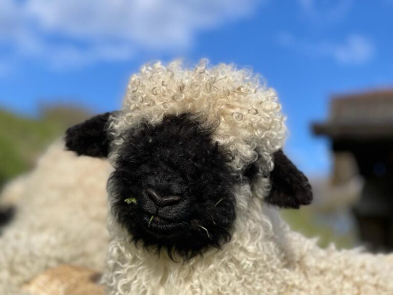 Vom Zuchtbetrieb zum Lebenshof
