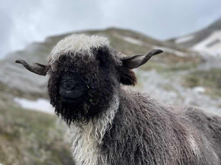 Von wegen schwarzes Schaf