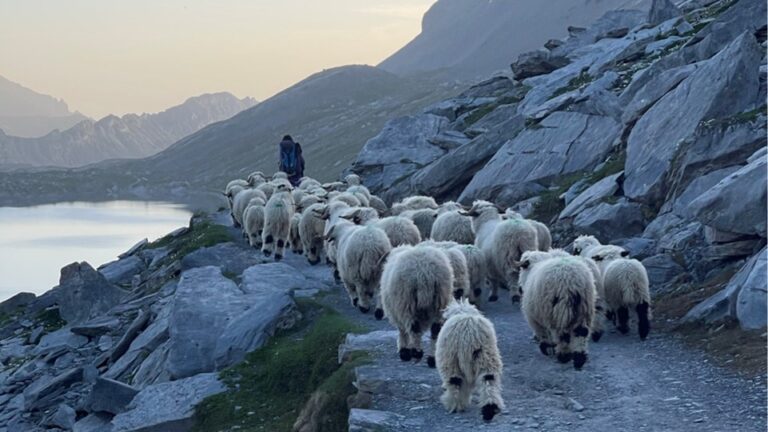 z’Alp – Ein Alpsommer im Zeitraffer, Teil 2: Los gehts!