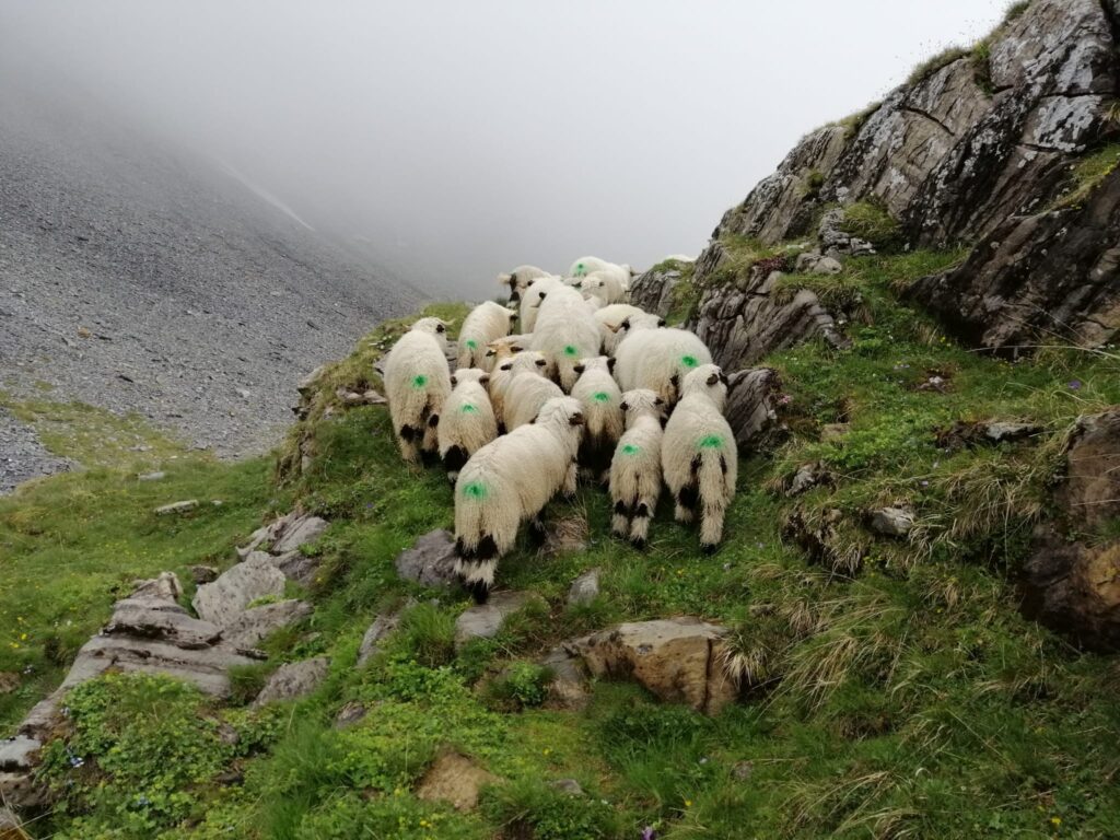 20200619_171142000_iOS