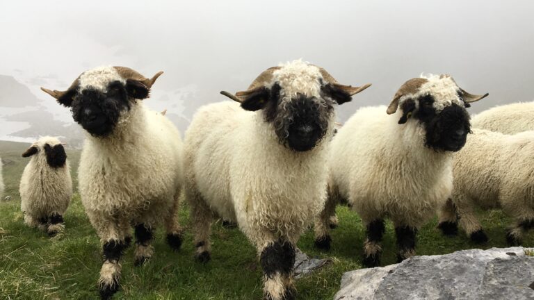 z’Alp – Ein Alpsommer im Zeitraffer, Teil 3: Licht und Schatten
