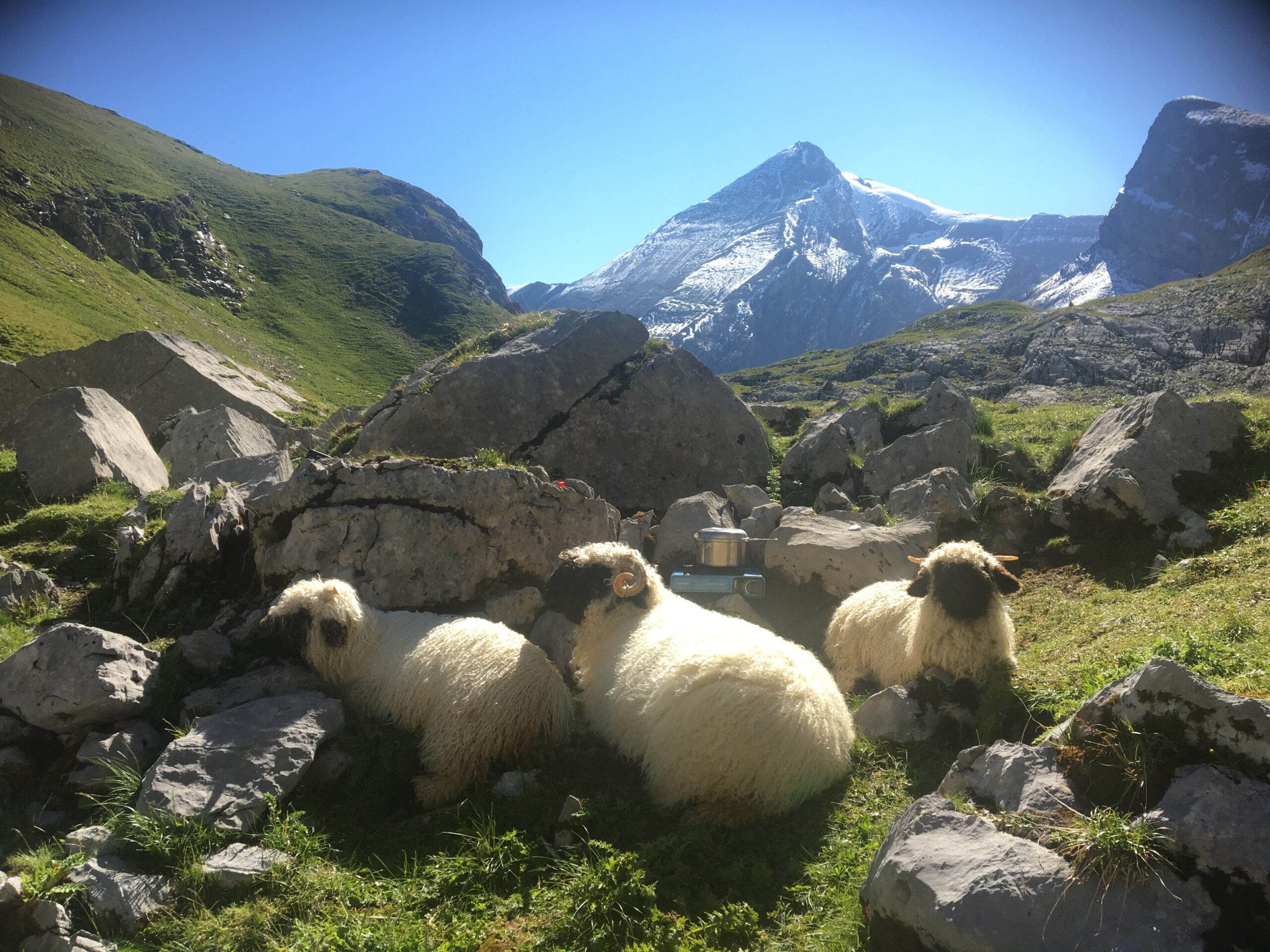 20200806_080316118_iOS