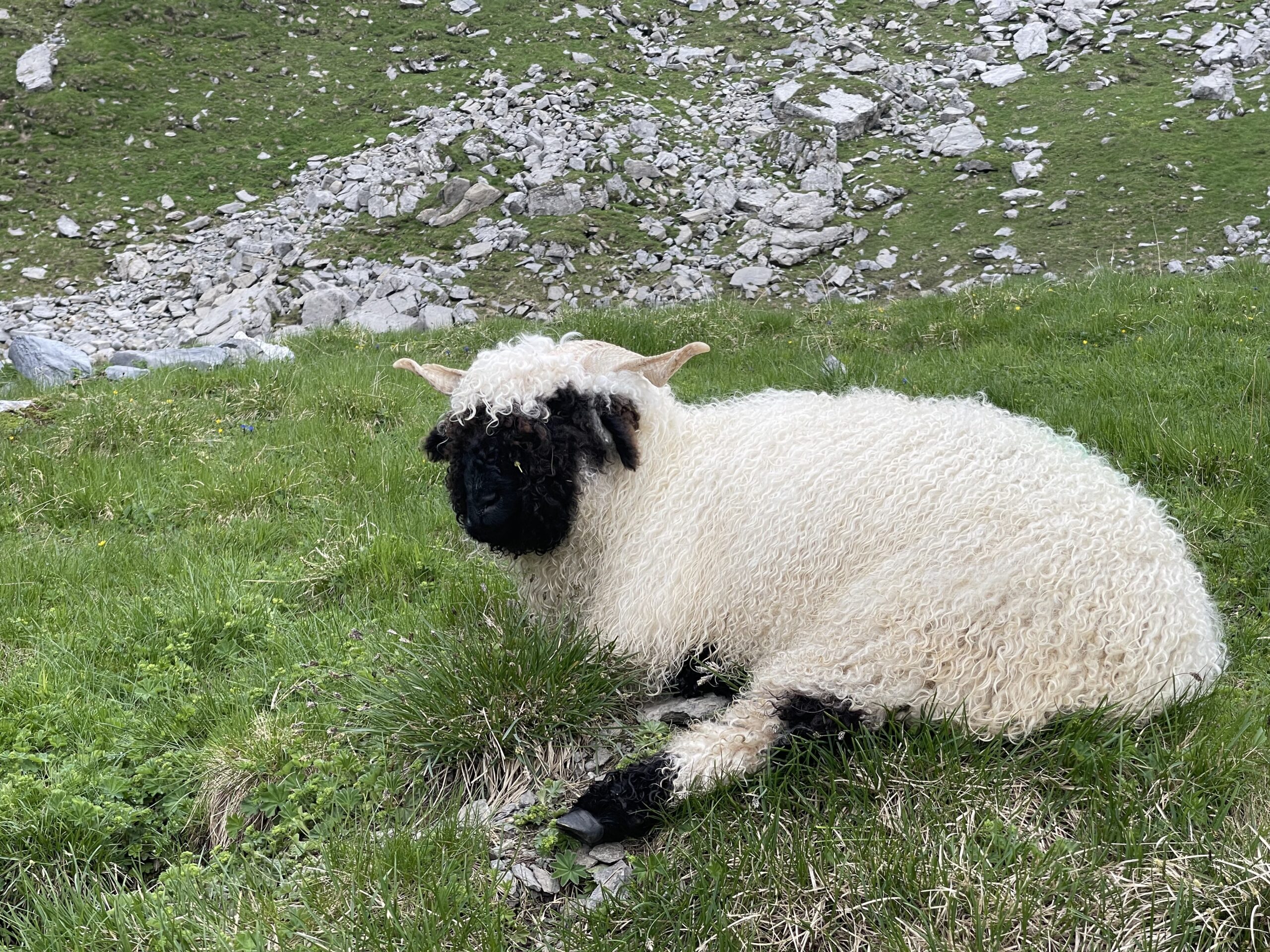 20210718_092532039_iOS