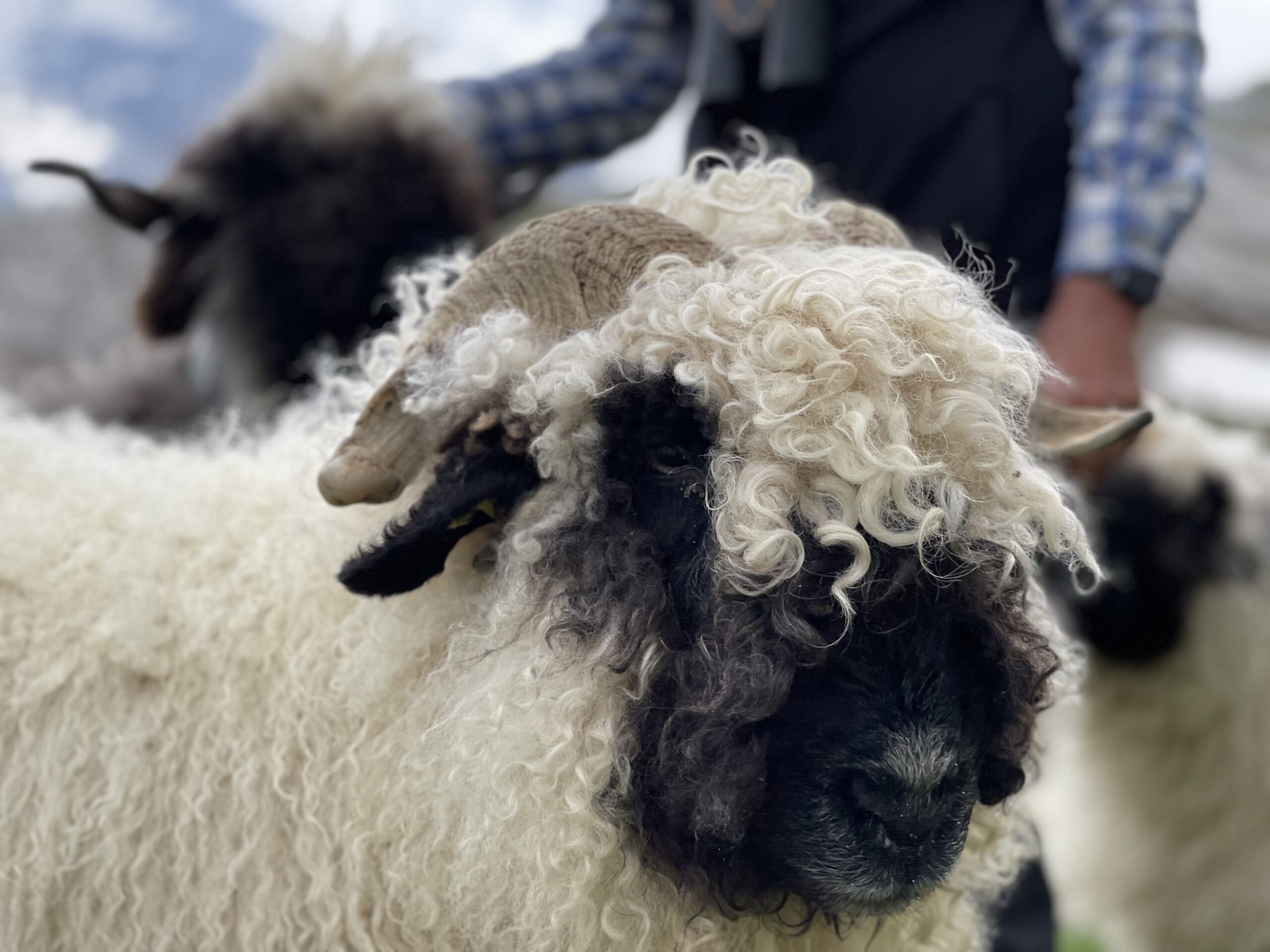 20210727_104225871_iOS