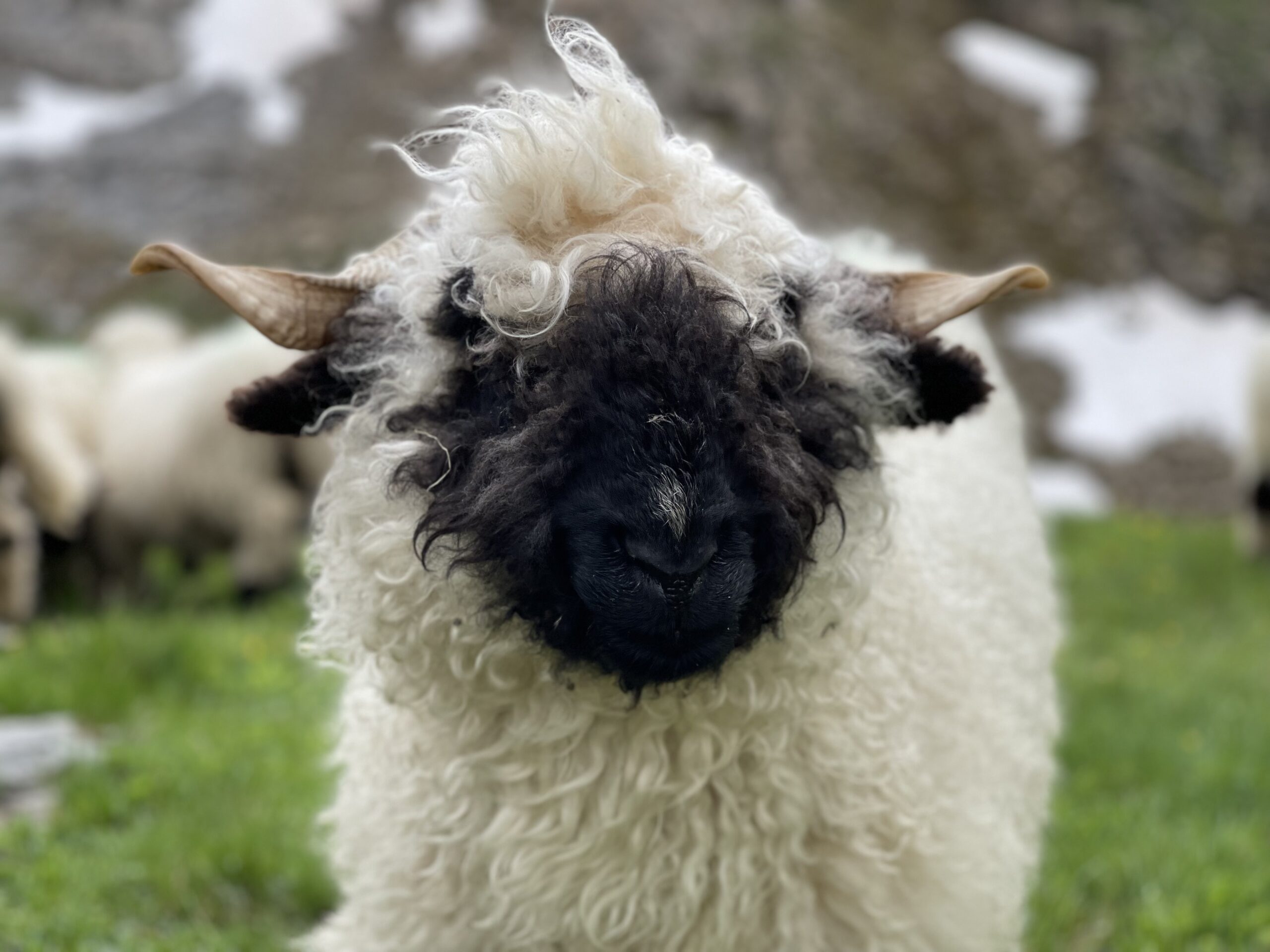 20210727_104331536_iOS