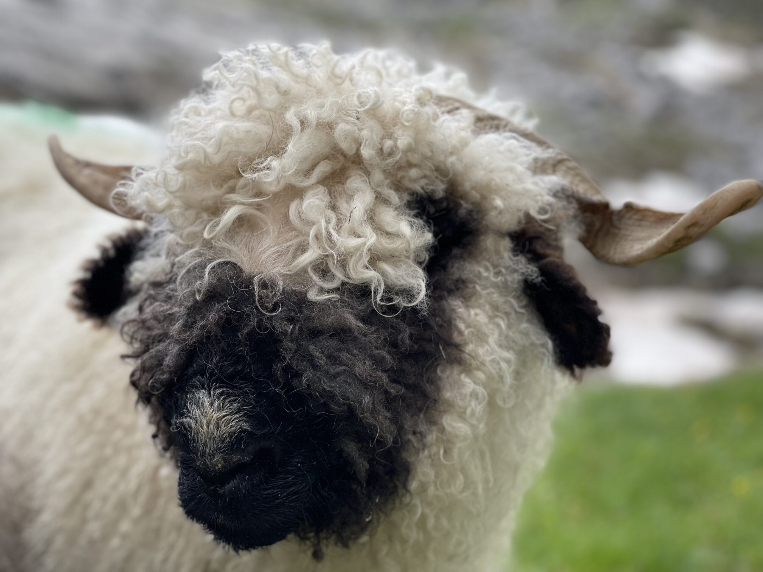 20210727_104429656_iOS