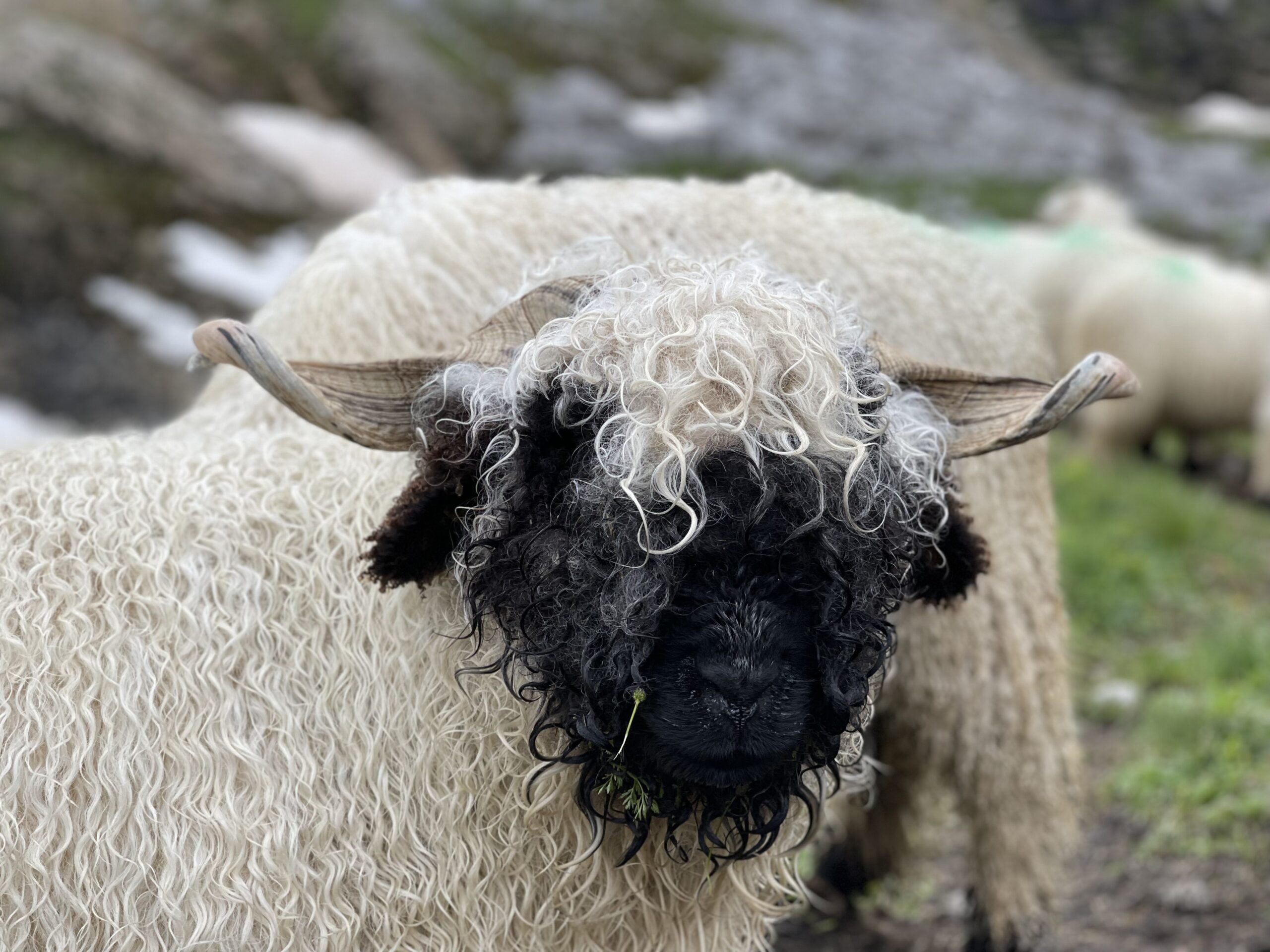 20210802_092229901_iOS