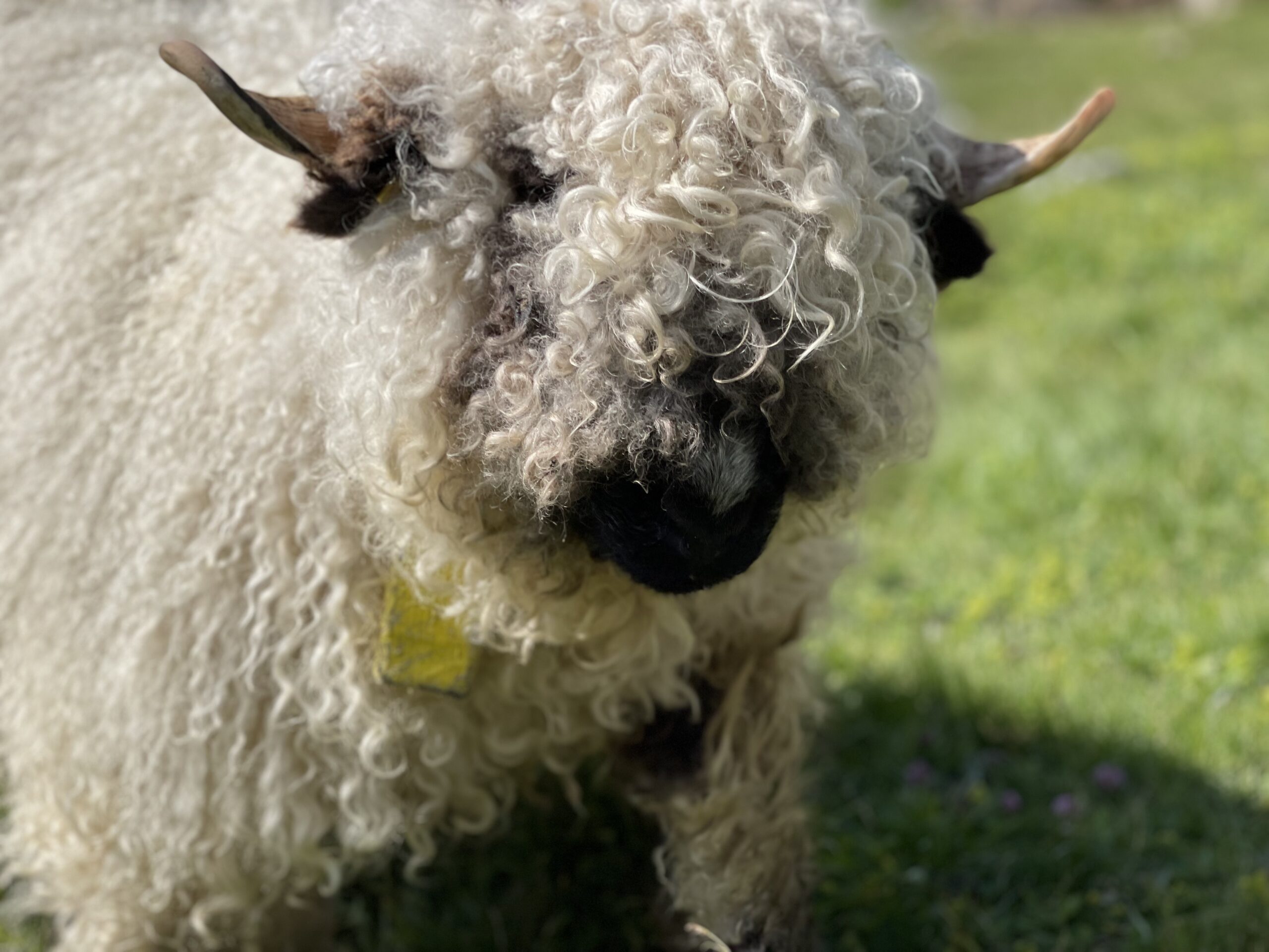 20210821_083456467_iOS