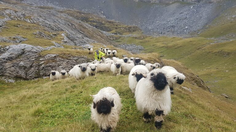 z’Alp – Ein Alpsommer im Zeitraffer, Teil 4: Ab de Bärge